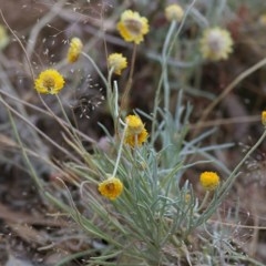 Leucochrysum albicans subsp. albicans (Hoary Sunray) at Nail Can Hill - 18 Nov 2020 by Kyliegw