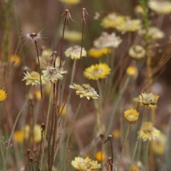 Leucochrysum albicans subsp. albicans at Glenroy, NSW - 19 Nov 2020 07:30 AM