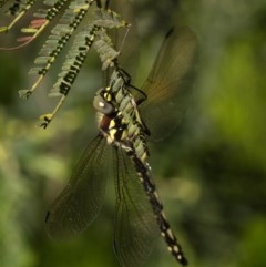 Eusynthemis brevistyla (Small Tigertail) at Paddys River, ACT - 18 Nov 2020 by trevsci