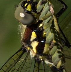 Eusynthemis brevistyla at Paddys River, ACT - 18 Nov 2020