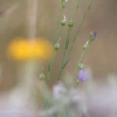Linum marginale (Native Flax) at Nail Can Hill - 18 Nov 2020 by Kyliegw