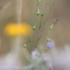 Linum marginale (Native Flax) at Albury - 18 Nov 2020 by Kyliegw