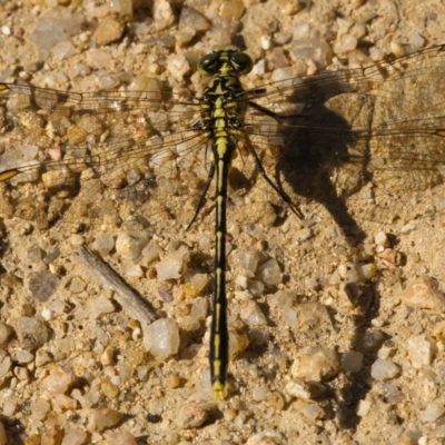 Austrogomphus guerini (Yellow-striped Hunter) at Paddys River, ACT - 18 Nov 2020 by trevsci