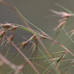 Themeda triandra (Kangaroo Grass) at Nail Can Hill - 18 Nov 2020 by Kyliegw