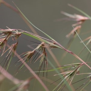 Themeda triandra at Glenroy, NSW - 19 Nov 2020 08:00 AM