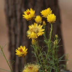 Xerochrysum viscosum (Sticky Everlasting) at Albury - 18 Nov 2020 by Kyliegw