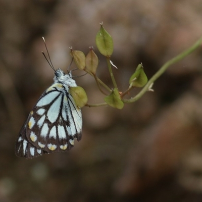 Belenois java (Caper White) at Nail Can Hill - 18 Nov 2020 by Kyliegw