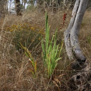 Crocosmia x crocosmiiflora at Albury - 19 Nov 2020