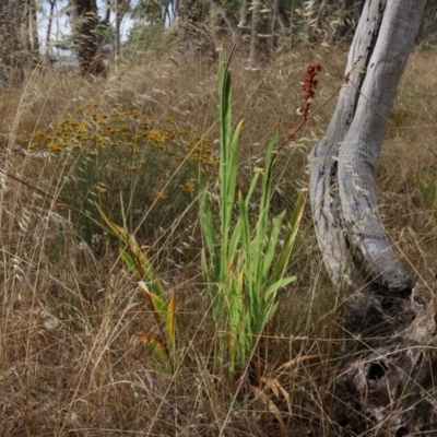 Crocosmia x crocosmiiflora (Montbretia) at Monument Hill and Roper Street Corridor - 19 Nov 2020 by KylieWaldon