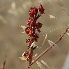 Crocosmia x crocosmiiflora at Albury - 19 Nov 2020 08:15 AM
