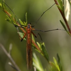 Harpobittacus australis (Hangingfly) at Jedbinbilla - 18 Nov 2020 by trevsci