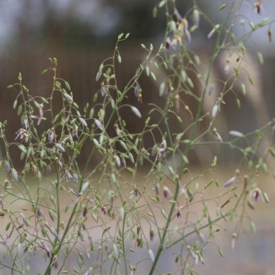 Dianella sp. (Flax Lily) at Albury - 18 Nov 2020 by Kyliegw