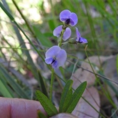 Glycine clandestina (Twining Glycine) at Gibraltar Pines - 17 Nov 2020 by JohnBundock