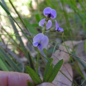 Glycine clandestina at Paddys River, ACT - 17 Nov 2020 03:56 PM