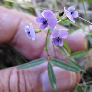 Glycine clandestina at Paddys River, ACT - 17 Nov 2020 03:56 PM