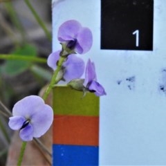 Glycine clandestina at Paddys River, ACT - 17 Nov 2020 03:56 PM