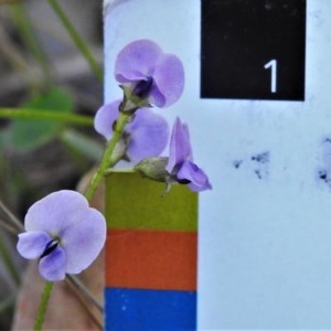 Glycine clandestina at Paddys River, ACT - 17 Nov 2020 03:56 PM