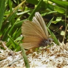 Lampides boeticus (Long-tailed Pea-blue) at Cotter Reserve - 14 Nov 2020 by JohnBundock