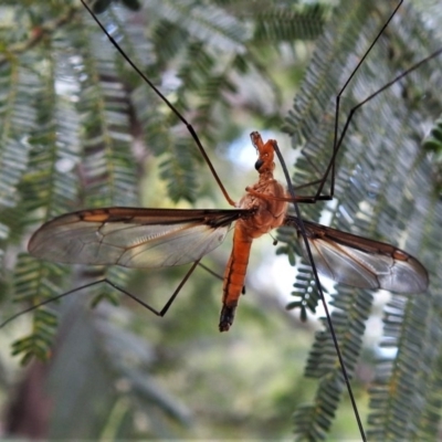 Leptotarsus (Macromastix) costalis (Common Brown Crane Fly) at Black Mountain - 19 Nov 2020 by JohnBundock