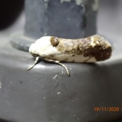 Acontia nivipicta (Blotched Shoulder) at Pialligo, ACT - 19 Nov 2020 by FeralGhostbat
