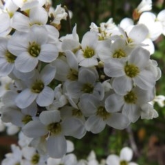 Cardamine lilacina (Lilac Bitter-cress) at Cotter River, ACT - 15 Nov 2020 by JohnBundock