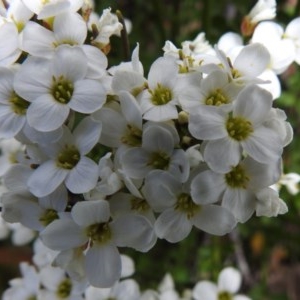 Cardamine lilacina at Cotter River, ACT - 15 Nov 2020