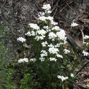 Cardamine lilacina at Cotter River, ACT - 15 Nov 2020