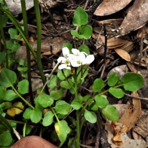 Cardamine lilacina at Cotter River, ACT - 15 Nov 2020 12:59 PM