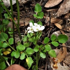 Cardamine lilacina at Cotter River, ACT - 15 Nov 2020