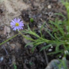 Vittadinia muelleri (Narrow-leafed New Holland Daisy) at Yass River, NSW - 17 Nov 2020 by SenexRugosus