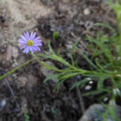Vittadinia muelleri (Narrow-leafed New Holland Daisy) at Yass River, NSW - 18 Nov 2020 by SenexRugosus