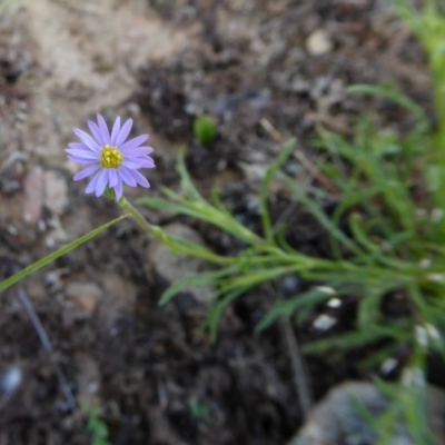 Vittadinia muelleri (Narrow-leafed New Holland Daisy) at Yass River, NSW - 17 Nov 2020 by SenexRugosus