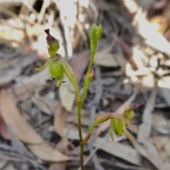Caleana minor (Small Duck Orchid) at Yass River, NSW - 18 Nov 2020 by SenexRugosus