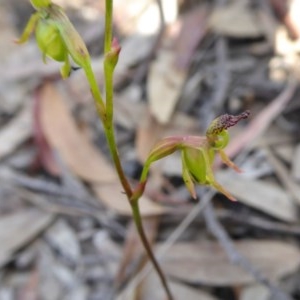 Caleana minor at Yass River, NSW - 19 Nov 2020