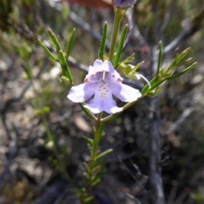 Prostanthera nivea var. nivea (Snowy Mint-bush) at Yass River, NSW - 18 Nov 2020 by SenexRugosus