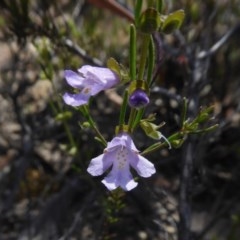 Prostanthera nivea var. nivea at Yass River, NSW - 19 Nov 2020