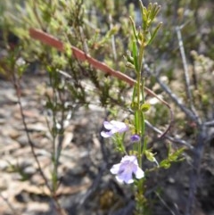 Prostanthera nivea var. nivea at Yass River, NSW - 19 Nov 2020