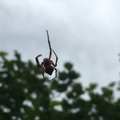 Araneinae (subfamily) (Orb weaver) at Red Hill to Yarralumla Creek - 19 Nov 2020 by Tapirlord
