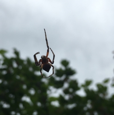 Araneinae (subfamily) (Orb weaver) at Hughes Garran Woodland - 19 Nov 2020 by Tapirlord