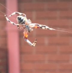 Araneinae (subfamily) at Garran, ACT - 19 Nov 2020