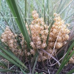 Lomandra multiflora (Many-flowered Matrush) at Pine Island to Point Hut - 19 Nov 2020 by michaelb