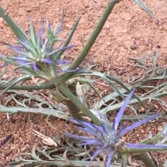 Eryngium ovinum (Blue Devil) at Downer, ACT - 19 Nov 2020 by JaneR