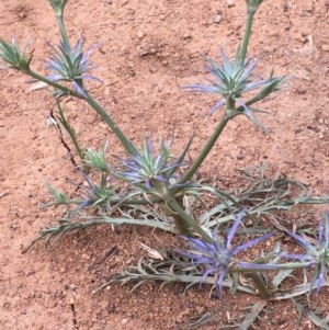 Eryngium ovinum at Downer, ACT - 19 Nov 2020