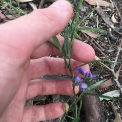 Glycine clandestina (Twining Glycine) at Hughes, ACT - 19 Nov 2020 by Tapirlord