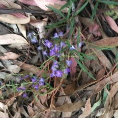 Glycine clandestina at Hughes, ACT - 19 Nov 2020