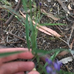 Glycine clandestina at Hughes, ACT - 19 Nov 2020