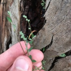 Einadia nutans (Climbing Saltbush) at Hughes, ACT - 19 Nov 2020 by Tapirlord