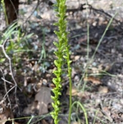 Microtis sp. (Onion Orchid) at Red Hill to Yarralumla Creek - 19 Nov 2020 by KL