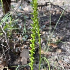 Microtis sp. (Onion Orchid) at Hughes Grassy Woodland - 19 Nov 2020 by KL