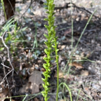 Microtis sp. (Onion Orchid) at Red Hill to Yarralumla Creek - 19 Nov 2020 by KL